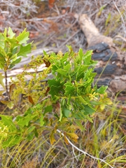 Morella quercifolia