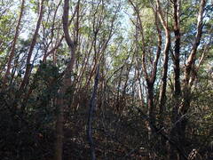Arbutus menziesii