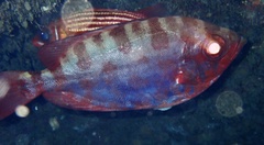 Heteropriacanthus fulgens