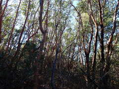 Arbutus menziesii