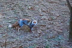Vulpes vulpes montana