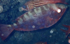 Heteropriacanthus fulgens