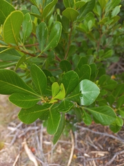 Searsia lucida