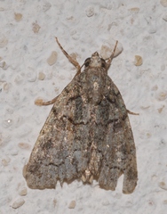 Cryphia pallida
