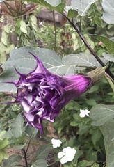 Datura metel