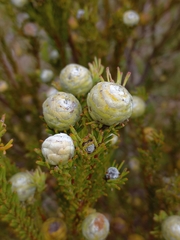 Leucadendron linifolium