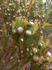 Leucadendron linifolium