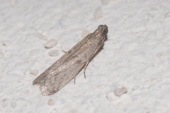 Cadra figulilella