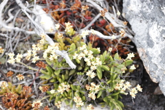 Crassula pubescens