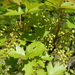 Toxicodendron radicans verrucosum - Photo (c) Bob O'Kennon, some rights reserved (CC BY-NC), uploaded by Bob O'Kennon