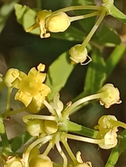 Cissus palmata