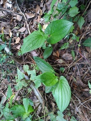 Saururus chinensis
