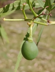 Cissus palmata