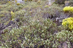 Adenandra gummifera