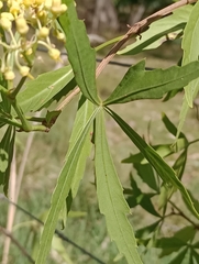Cissus palmata