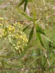 Cissus palmata