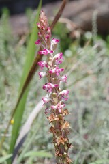 Satyrium longicauda