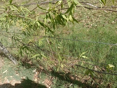 Cissus palmata