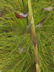 Lestes virgatus