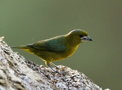 Euphonia chrysopasta