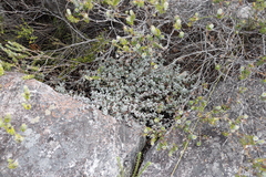 Oscularia deltoides