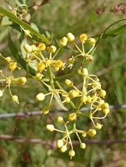Cissus palmata