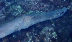 Aulostomus strigosus