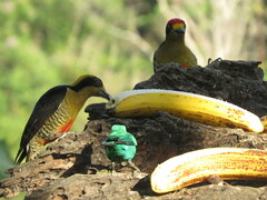 Melanerpes chrysauchen