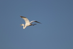 Ardea alba