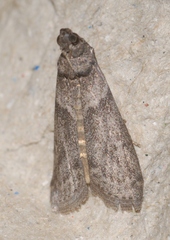 Ectomyelois ceratoniae