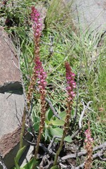 Satyrium longicauda