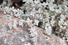 Oscularia deltoides