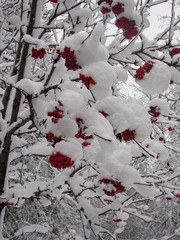 Sorbus aucuparia