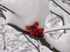 Sorbus aucuparia