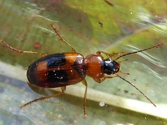 Badister lacertosus