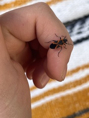 Lygaeus kalmii angustomarginatus