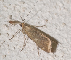 Loxostege sticticalis