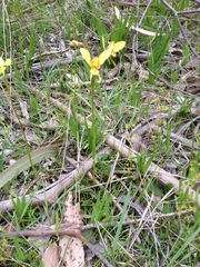 Diuris orientis × chryseopsis