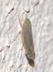 Synophropsis lauri