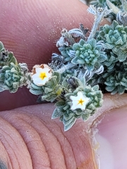 Euploca confertifolia