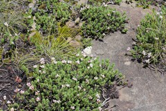 Crassula dependens