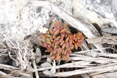 Crassula pubescens