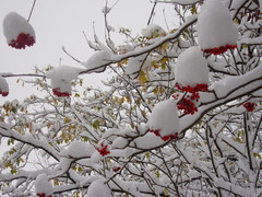 Sorbus aucuparia