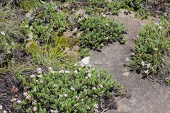 Crassula dependens