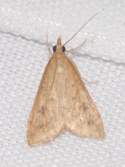 Udea ferrugalis