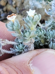 Euploca confertifolia