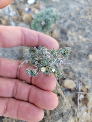 Euploca confertifolia