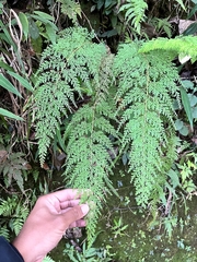 Asplenium rutifolium