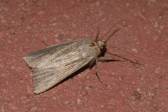 Mythimna riparia