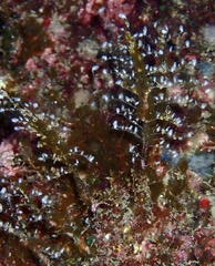Pennaria disticha